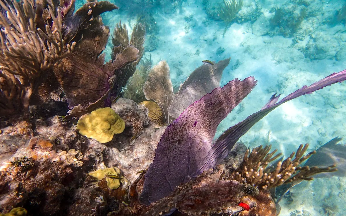 A purple sea fan and brain coral on the reef, photographed close up underwater
