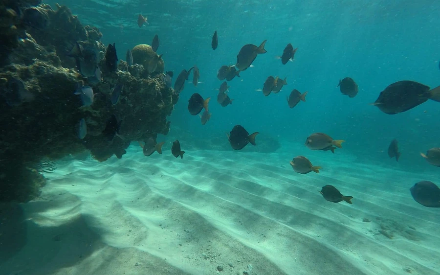 A shoal of fish moving over a pale sunlit bottom in shallow water